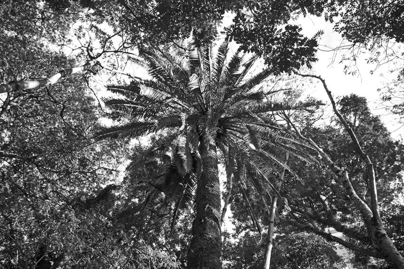  Ensaio fotográfico registra todas as árvores imunes de corte em Curitiba