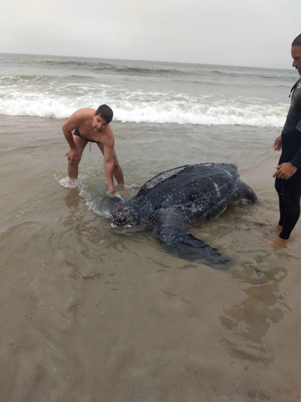  Tartaruga pesando 300 quilos é encontrada morta no litoral do Paraná