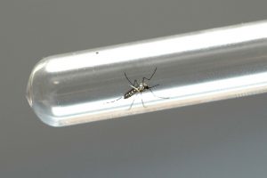Mais de 430 casos de dengue são confirmados no Paraná