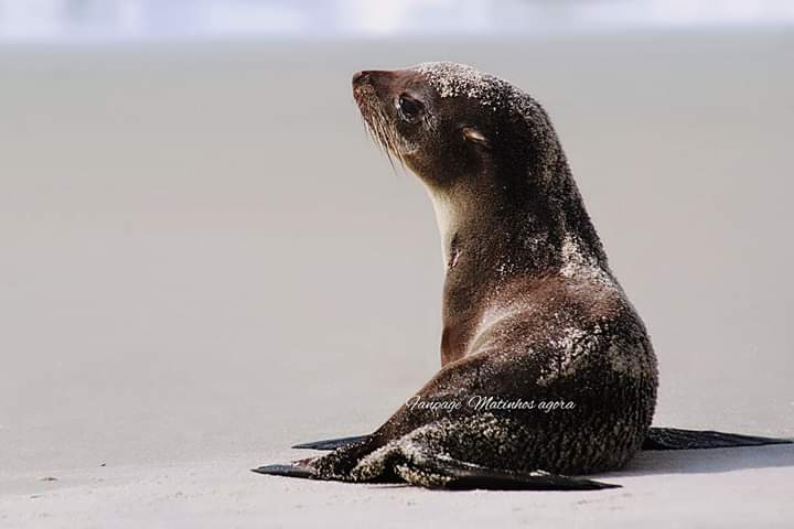 Lobo-marinho é encontrado descansando na praia de Matinhos