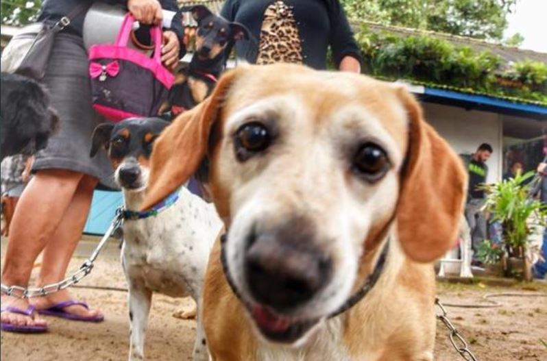 Transporte de pets em ônibus intermunicipal é aprovado na Alep