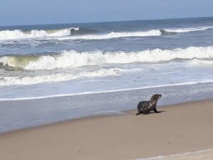 Aparição de animais marinhos no litoral do Paraná mostra potencial da região para turismo de natureza