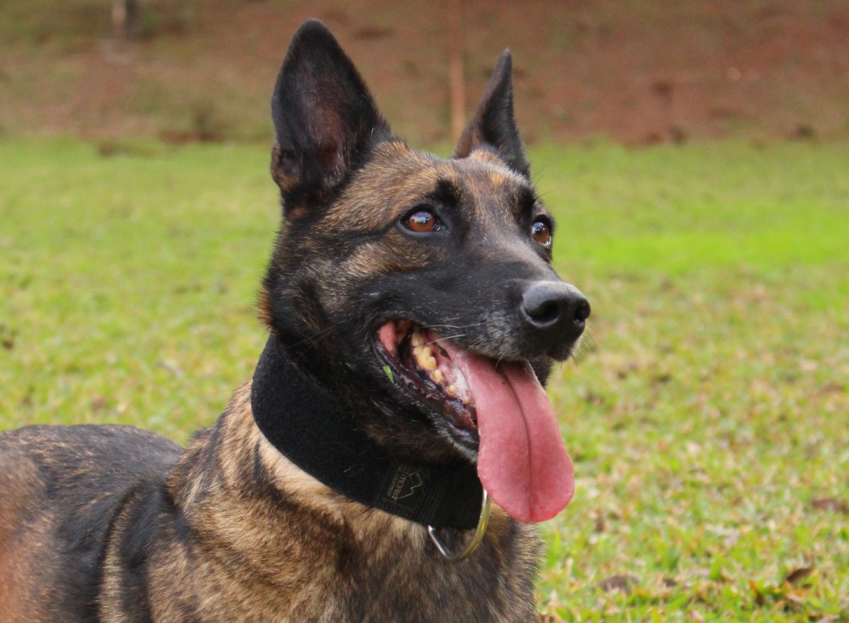  Polícia Civil faz concurso para escolher adotante de cadela aposentada