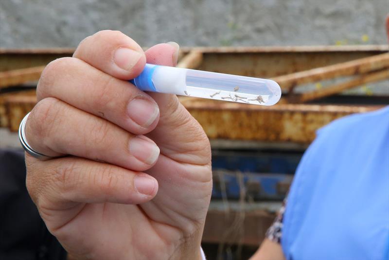  Paraná registra 15 novos casos da dengue
