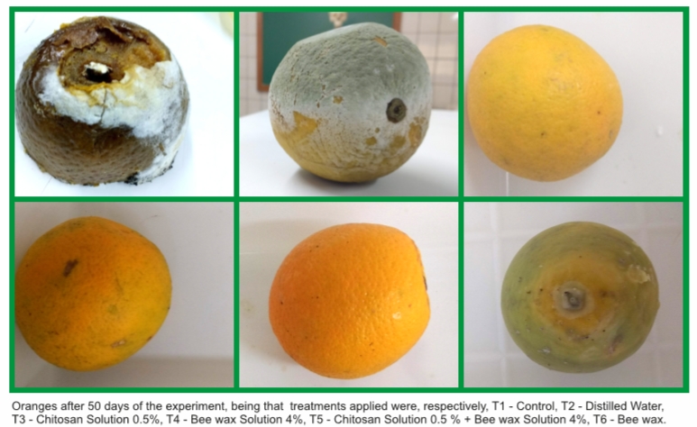  Adolescente desenvolve conservante natural que mantém laranjas intactas por mais de 50 dias