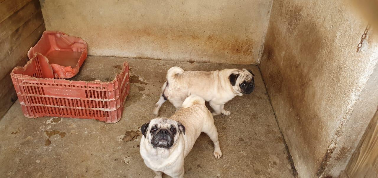  82 cachorros em situação de maus tratos foram encontrados em Araucária