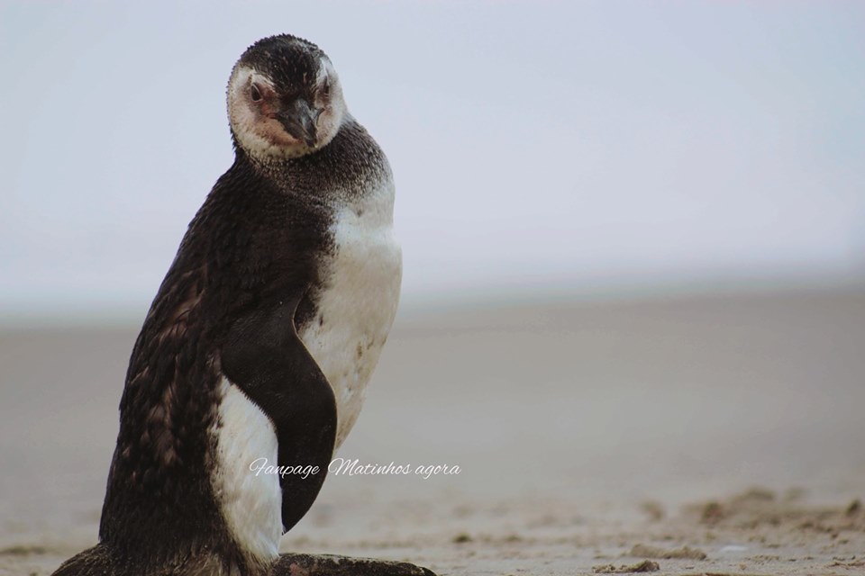  Pinguim é resgatado em praia de Matinhos