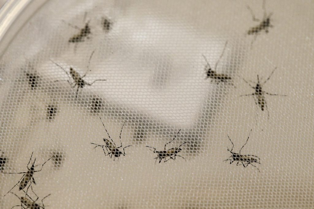 Paraná atinge a marca de mais de 1.700 casos ativos de dengue