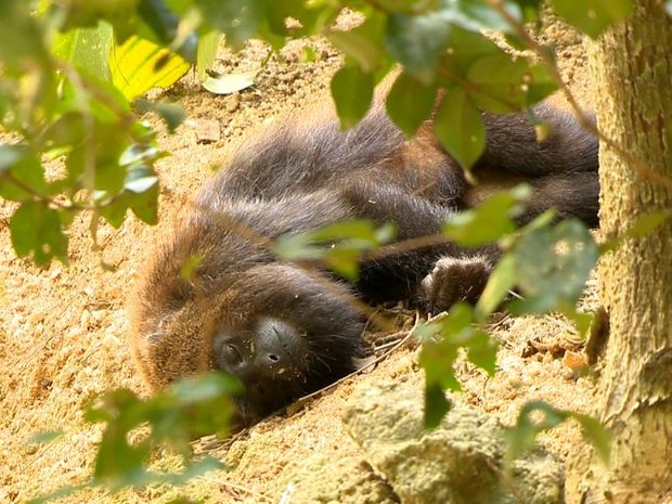  Macacos mortos com febre amarela são encontrados na Lapa, na região metropolitana de Curitiba