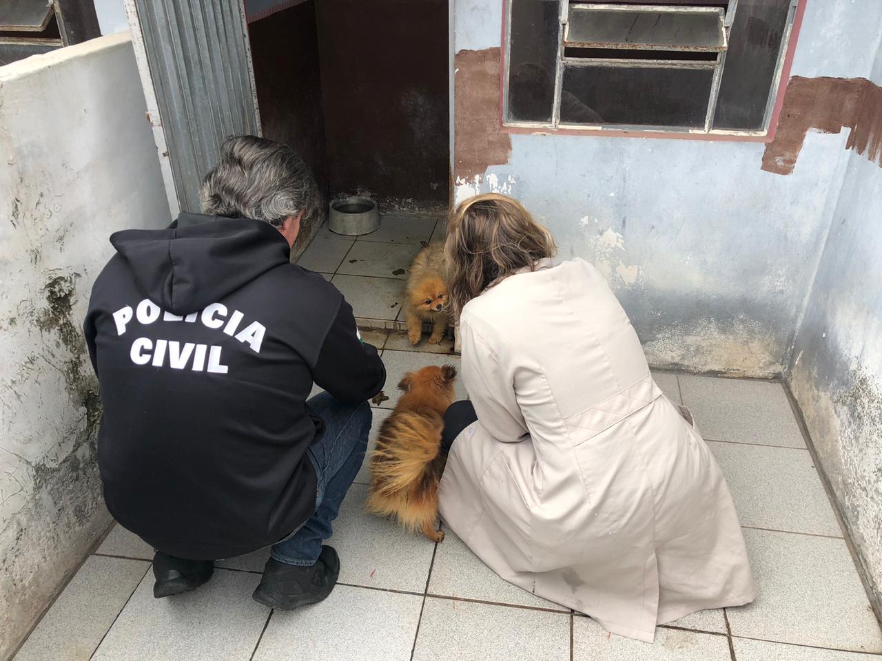  Polícia Civil autua médica veterinária, suspeita de manter oito cães de raça em situação de maus-tratos