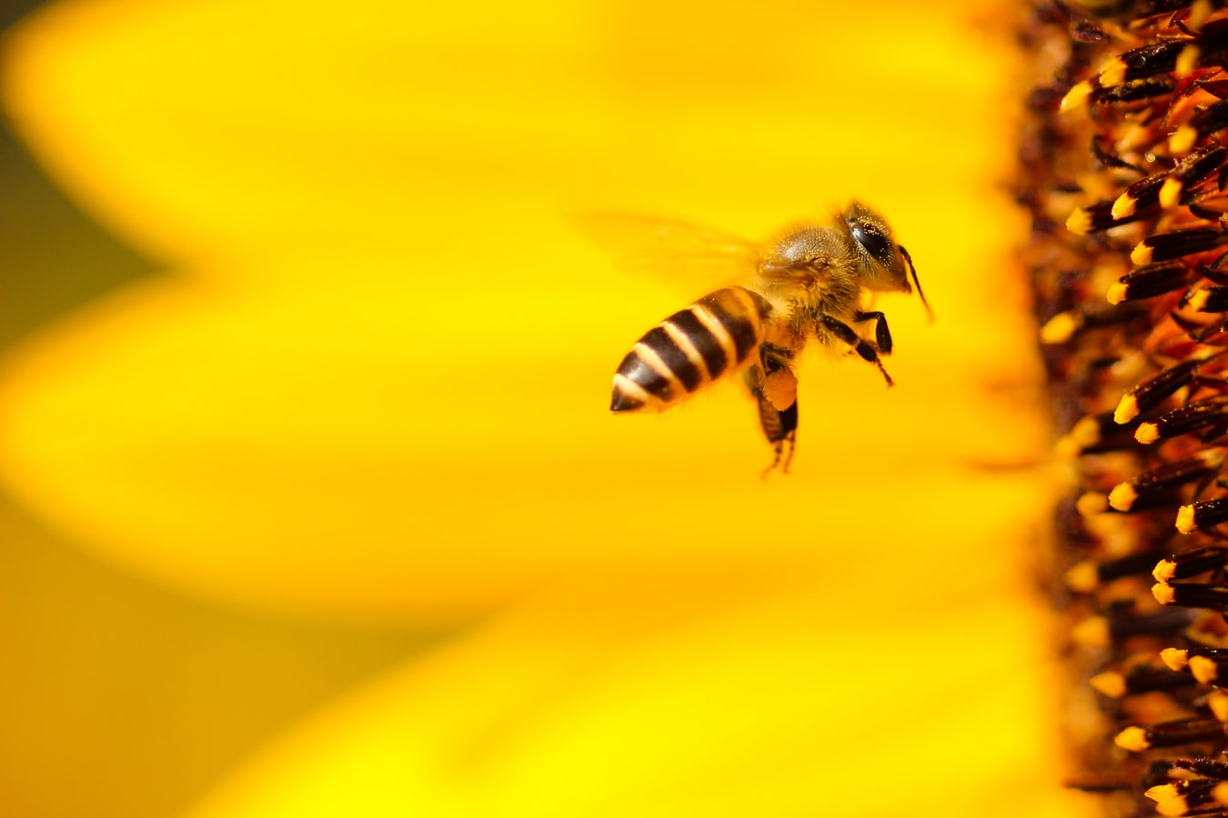  Repense BandNews: por que precisamos tanto das abelhas?