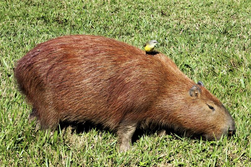 Capivaras vivem morgadas nos parques e já ganharam o coração do curitibano  