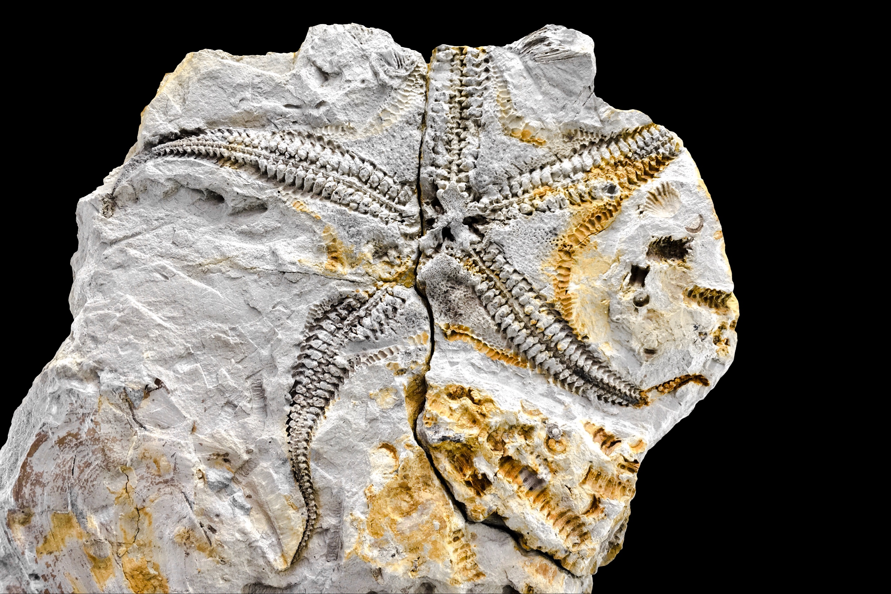  Fósseis pré-históricos de novas espécies marinhas são descobertos no Paraná