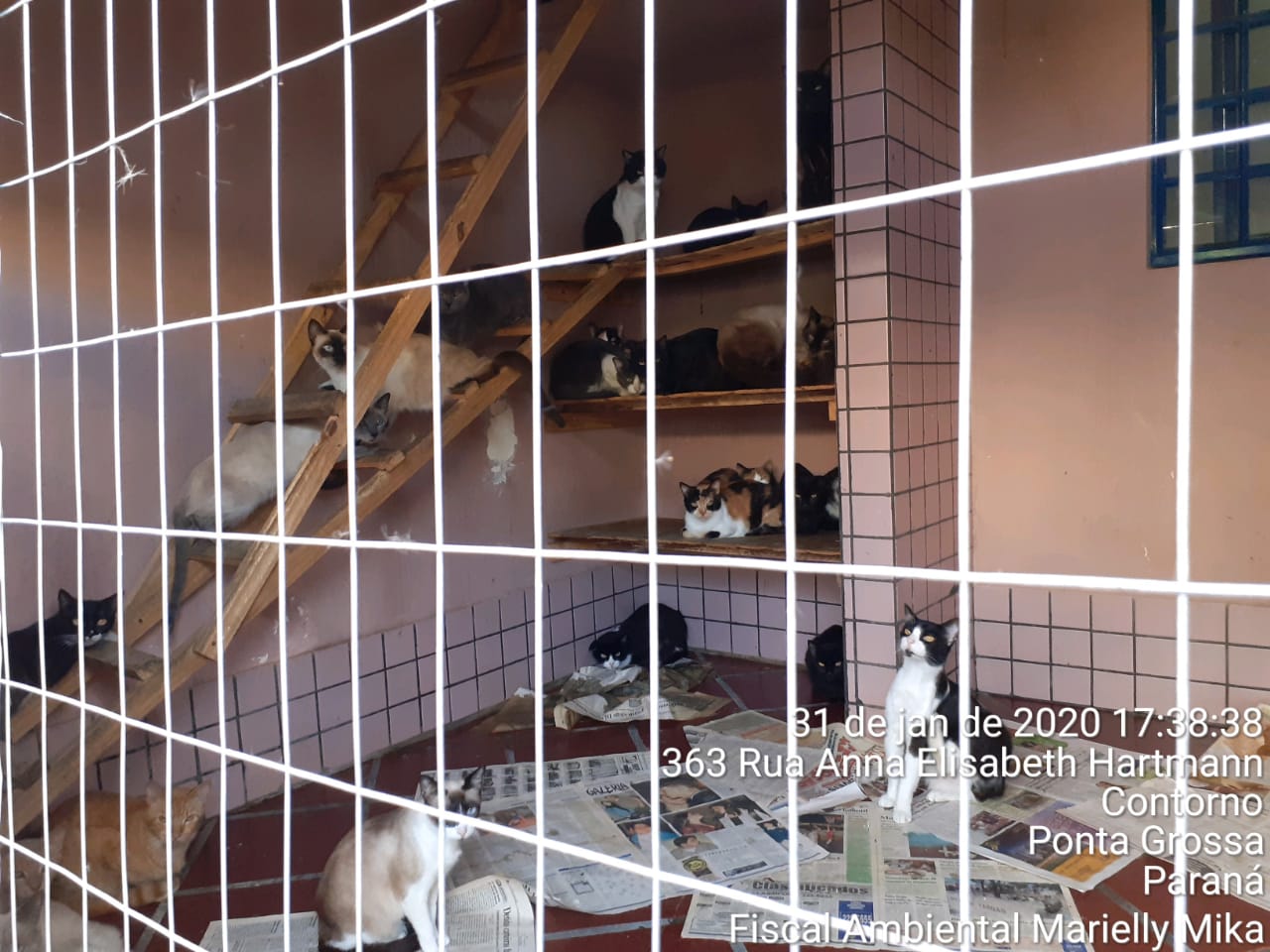  Fiscalização encontra mais de 380 gatos em situação precária, em casa de Ponta Grossa
