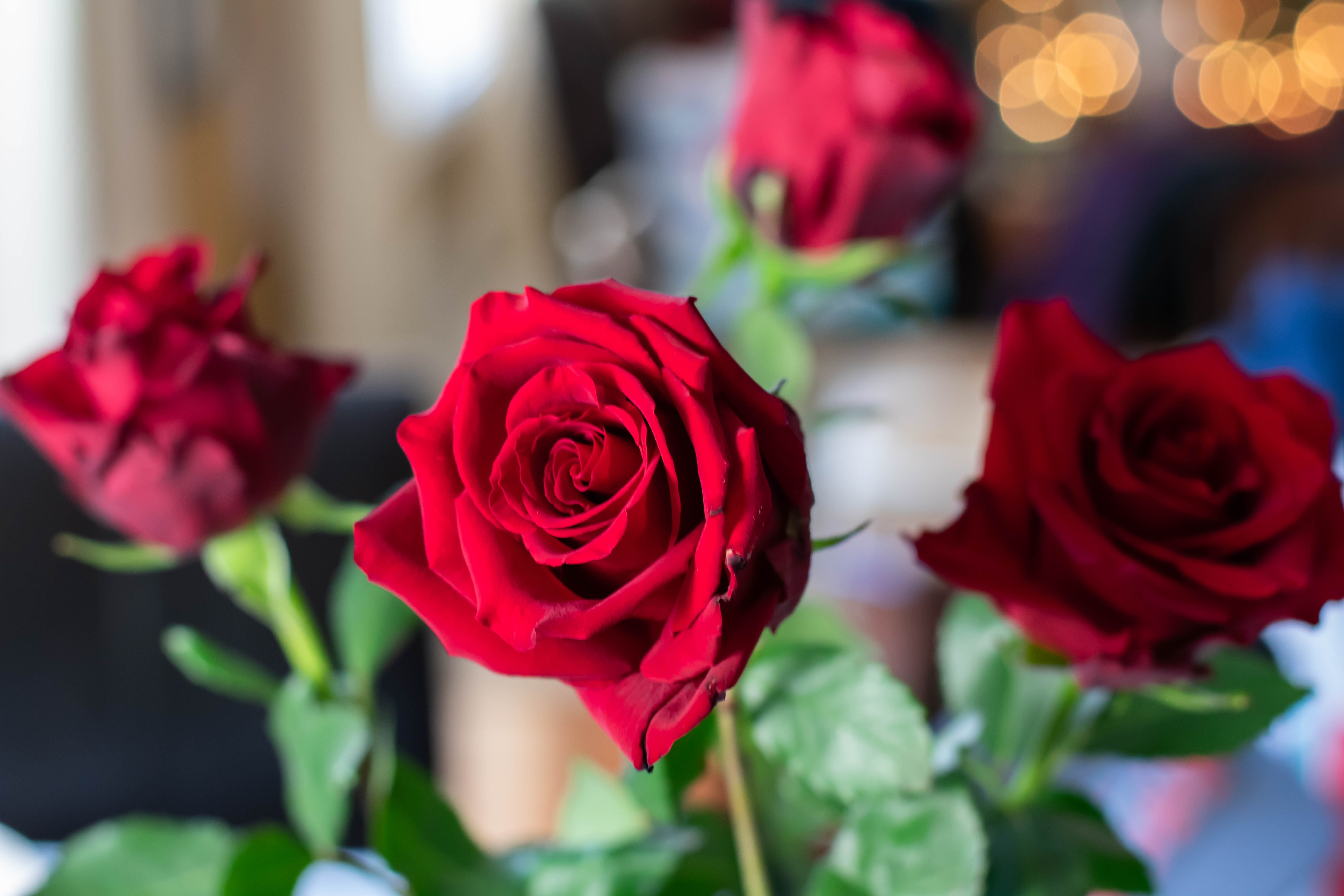  Dia dos Namorados deste ano deve ser o pior da história, segundo pesquisa da Fecomércio PR