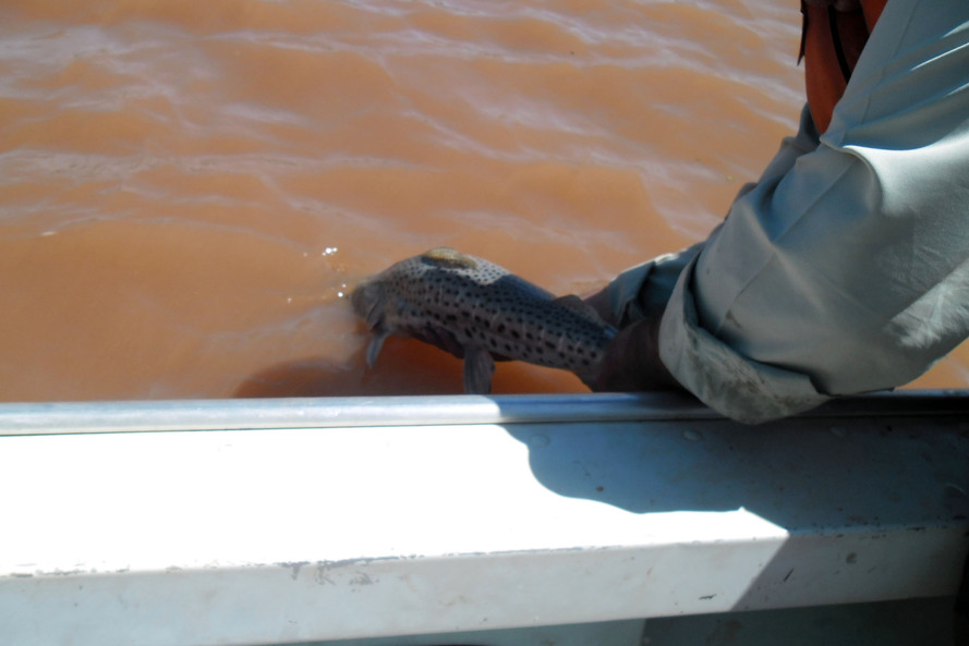  Pesca volta a ser liberada nas bacias do Paraná a partir desta sexta (03)