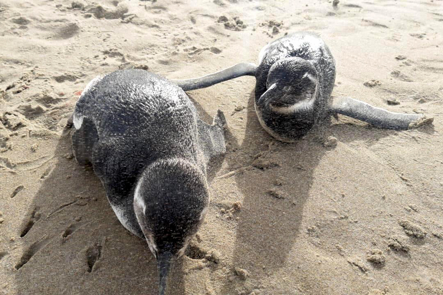  Pinguins são encontrados no litoral do Paraná; resgate das aves exige cuidado