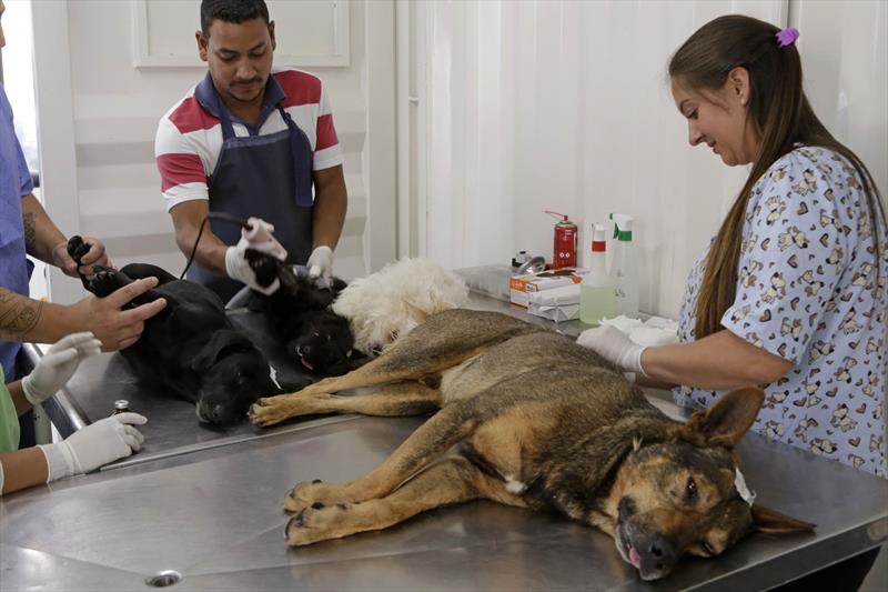 Mutirões de castração de animais serão retomados a partir de agosto, em Curitiba