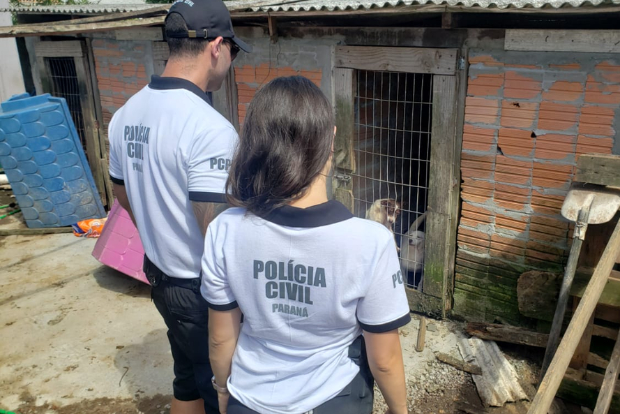  400 animais são resgatados em Curitiba e região durante o primeiro semestre
