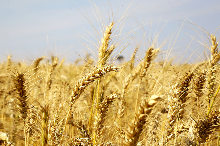  Guerra na Ucrânia causa nova alta no preço do trigo
