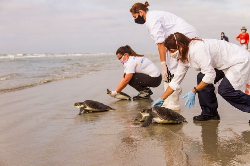  Após recuperação, tartarugas resgatadas no litoral do estado voltam ao mar