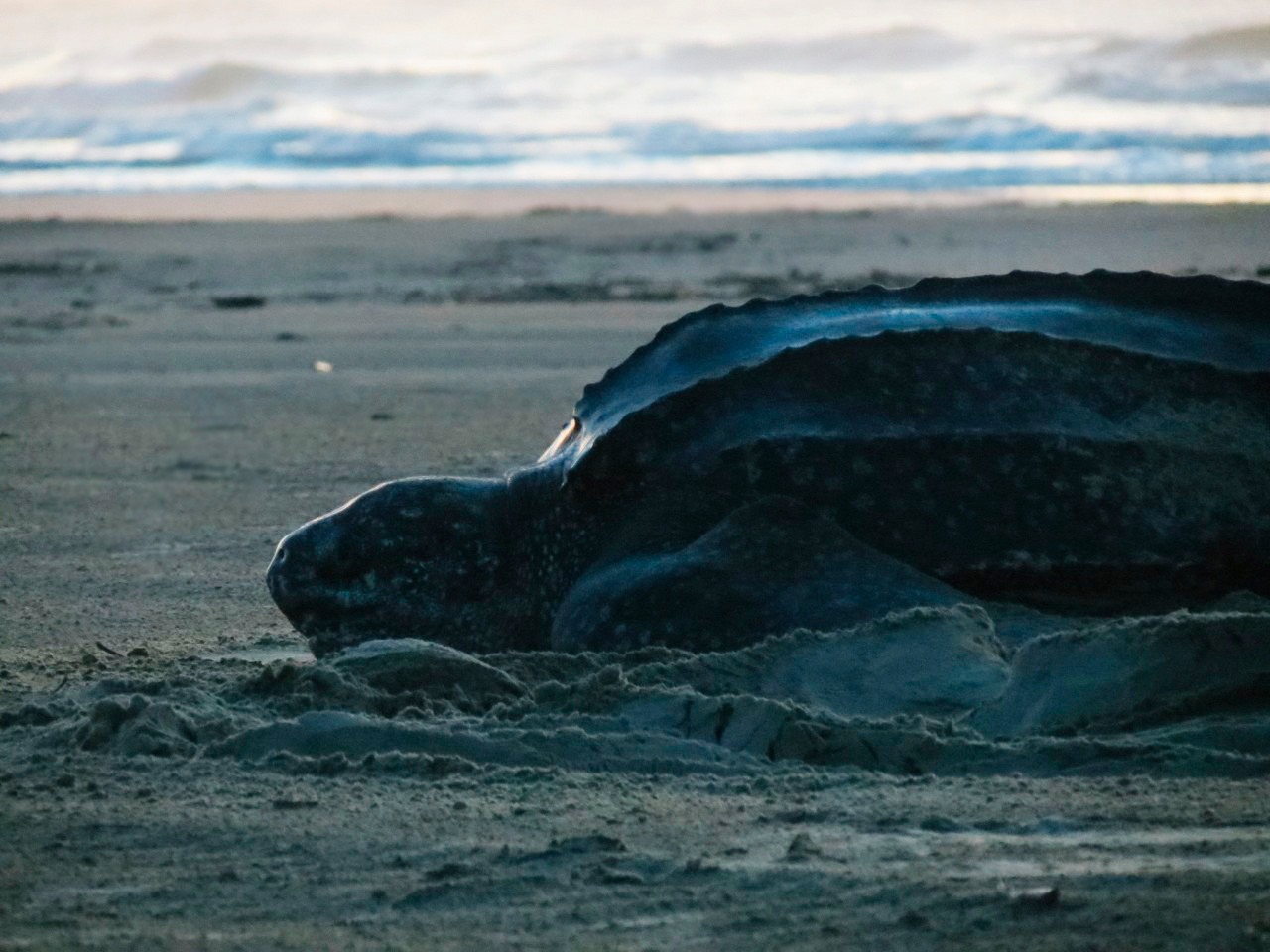  Em um mês, mais de 70 tartarugas encalharam no Paraná
