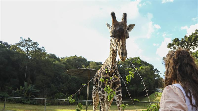  Zoológico de Curitiba reabre para visitações a pé, mas com agendamento a partir de terça-feira (13)