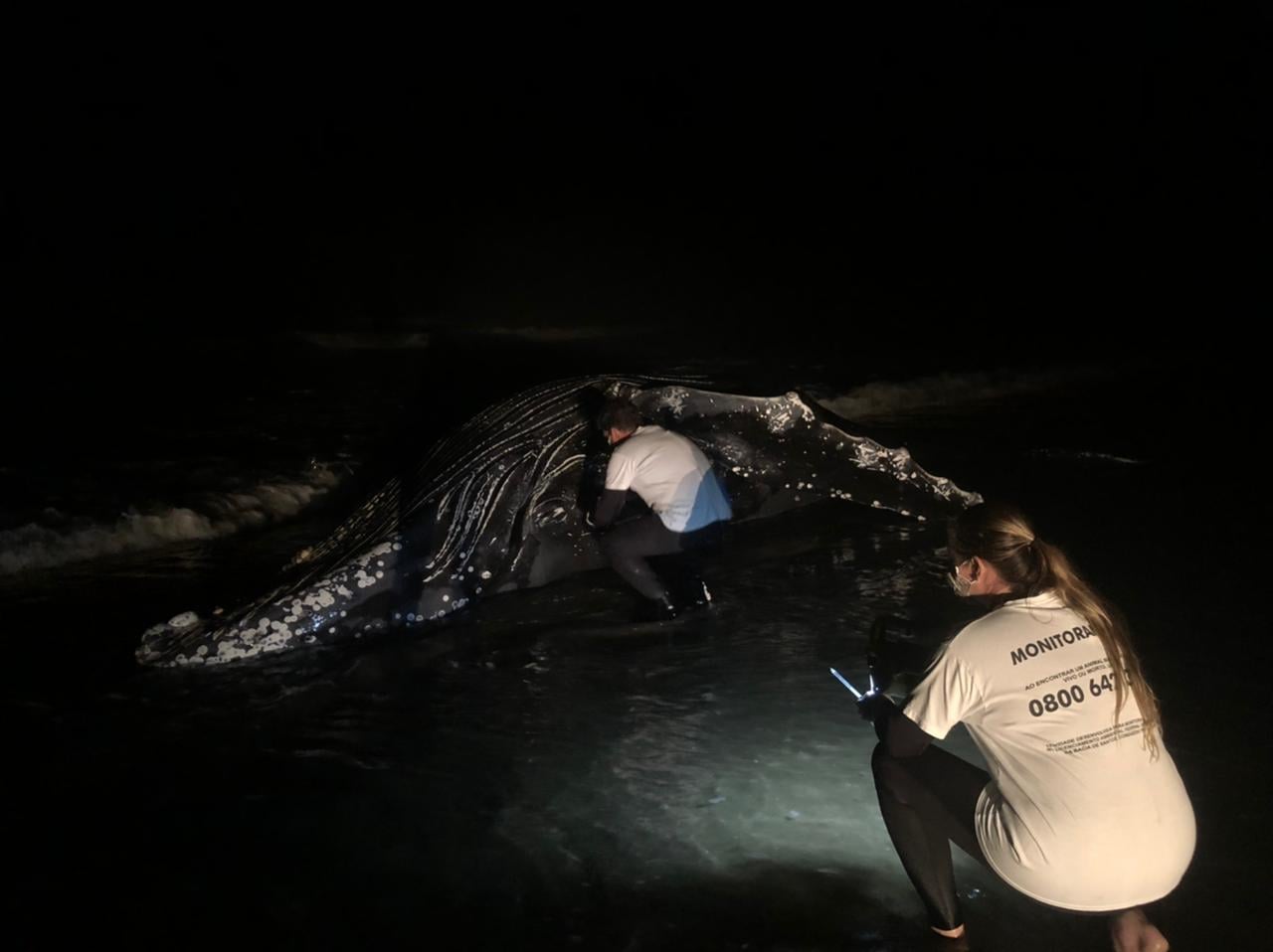  Baleia jubarte morre encalhada em Guaratuba