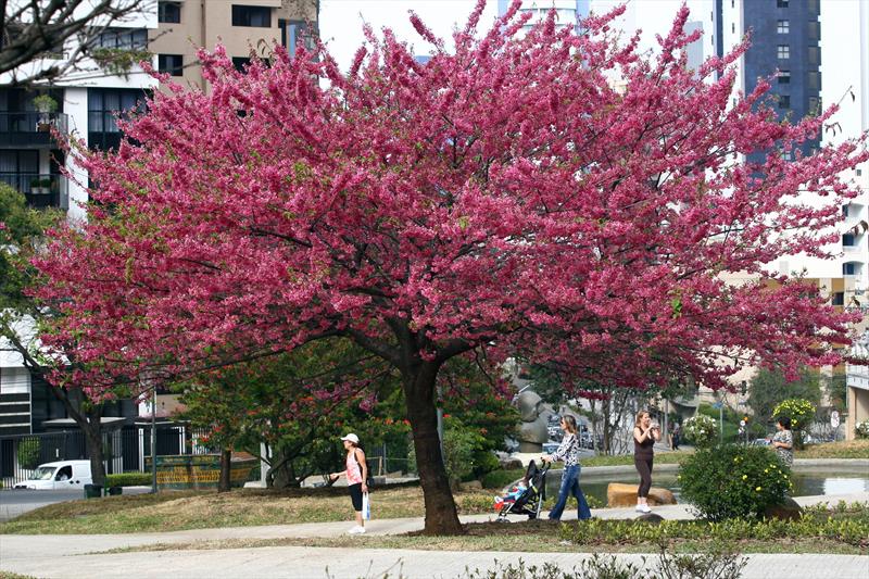 Krasnodardagi fohisha