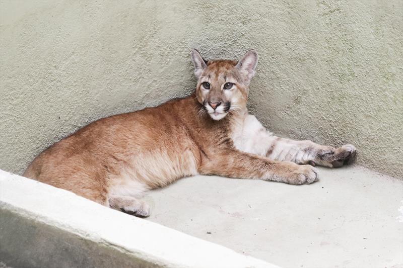  Campanha de conscientização visa reduzir os atropelamentos de animais silvestres