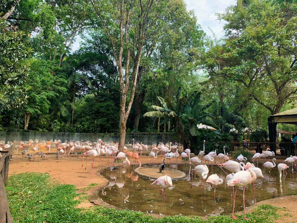  172 dos 176 flamingos morrem após ataque de onças no Parque das Aves, em Foz do Iguaçu