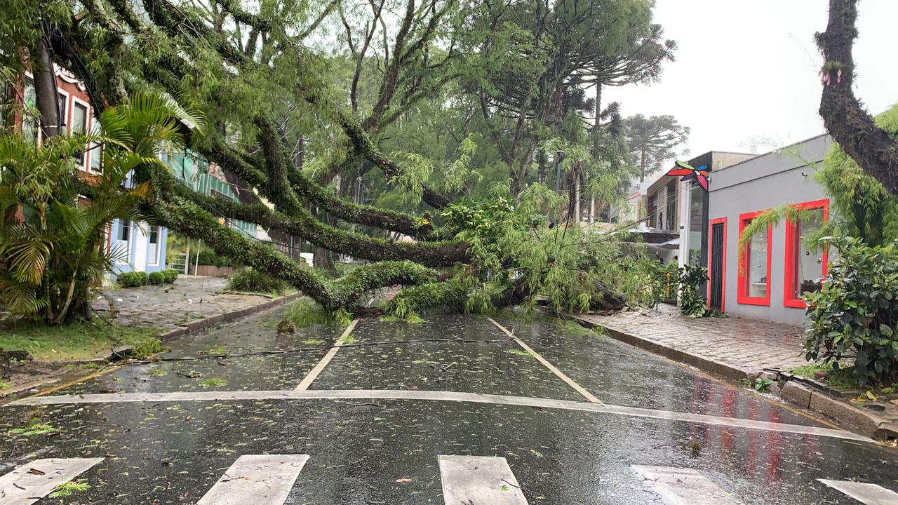  Chuva provoca queda de árvores em Curitiba