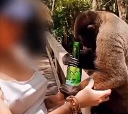  Influencer de Curitiba é denunciada por maus-tratos depois de oferecer cerveja a macaco