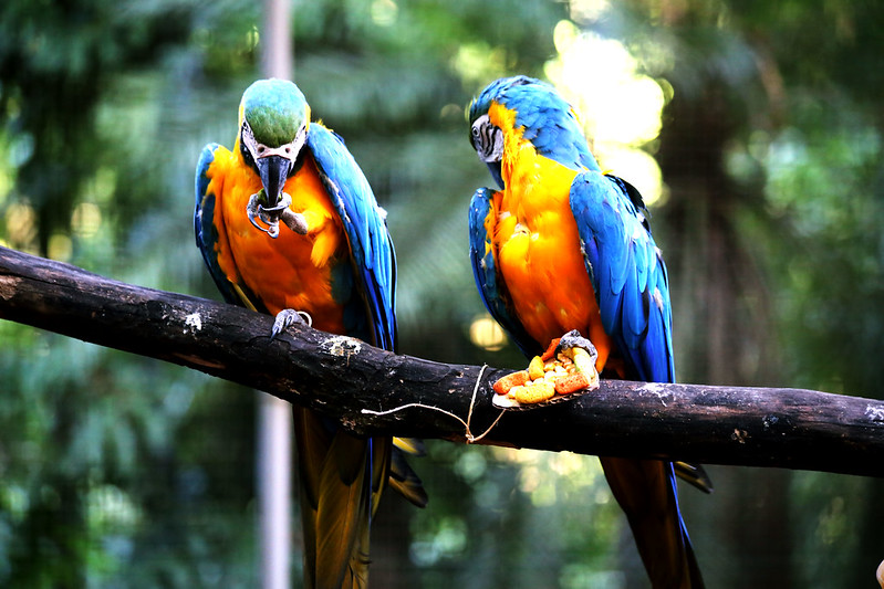 Zoológico em Foz do Iguaçu é desativado após 25 anos: animais estavam expostos a poluição visual e sonora, segundo o IAT
