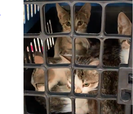  Protetores encontram 70 gatos em casa de acumulador em Curitiba