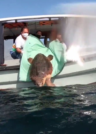  Tartaruga resgatada com lixo no estômago volta ao mar