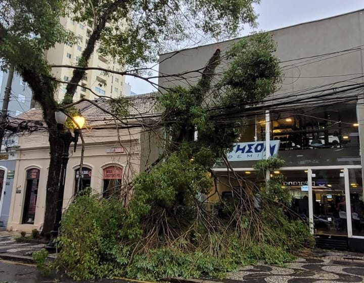  Mais de 20 bairros de Curitiba registram quedas de árvores