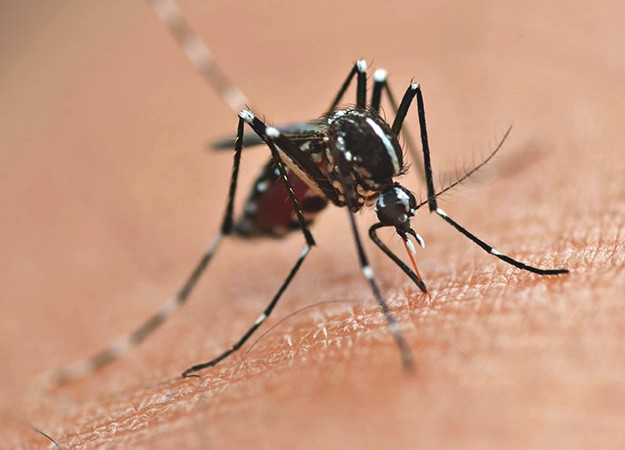  Dengue: Paraná registra mais 12 mortes e 2.682 casos
