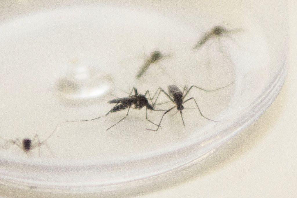 Paraná tem incidência da dengue acima da média nacional