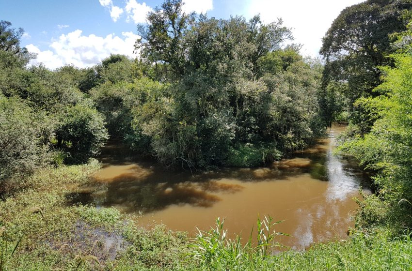  Restauração ecológica na bacia do Rio Miringuava ajuda agricultores