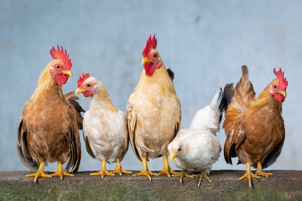 27 galinhas são apreendidas por perturbação ao sossego