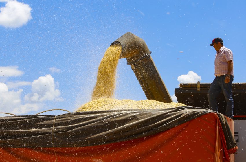  Previsão atualizada pelo Deral confirma produção recorde de milho
