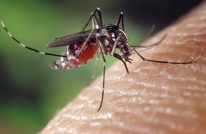 SESA orienta gestantes para cuidados com Chikungunya