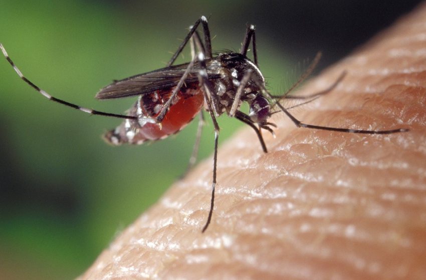  Paraná confirma mais de 100 mil casos de dengue