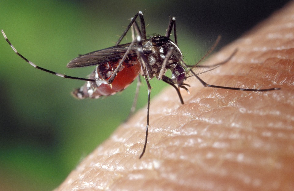 SESA orienta gestantes para cuidados com Chikungunya