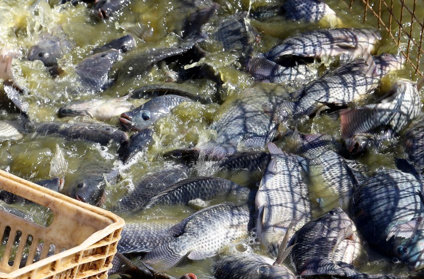  Exportações de pescados crescem 240% no Paraná