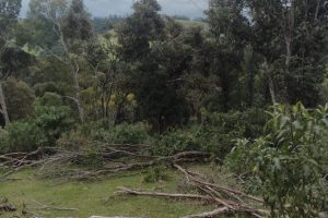 Fiscalização identifica 336 hectares de desmatamento no Paraná