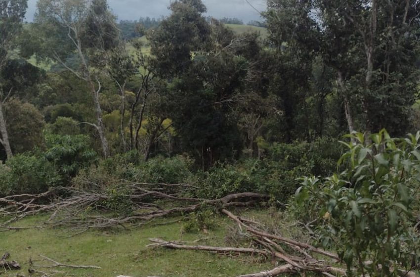  Fiscalização identifica 336 hectares de desmatamento no Paraná