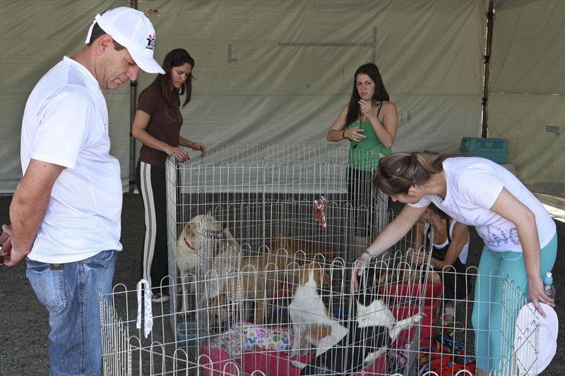 Projeto da UFPR incentiva adoção de cães adultos