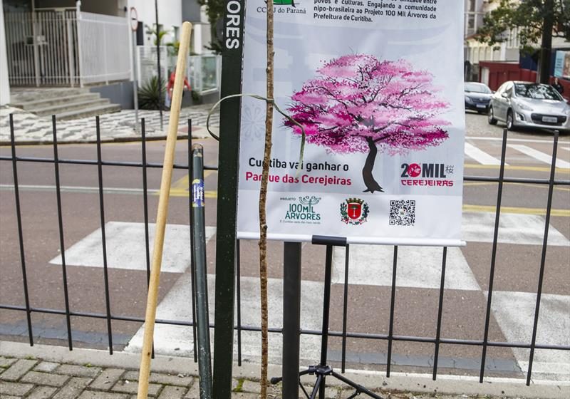  Cerejeiras começam a ser plantadas entre o Batel e Centro